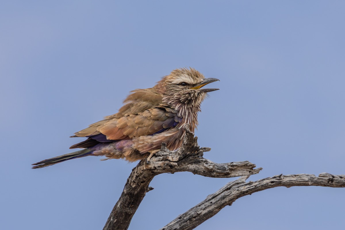 チャガシラニシブッポウソウ - ML644156764