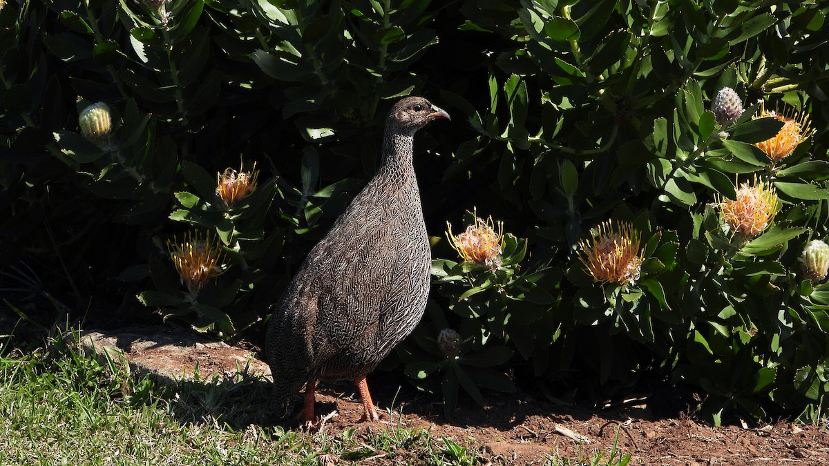 Cape Spurfowl - ML644156767