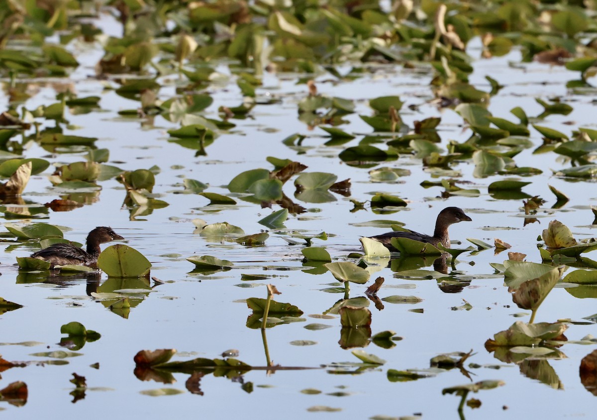 Pied-billed Grebe - ML644156771