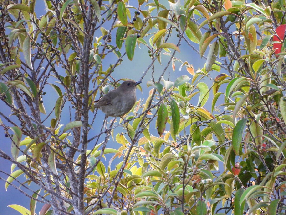 Mountain Thrush - ML644156782