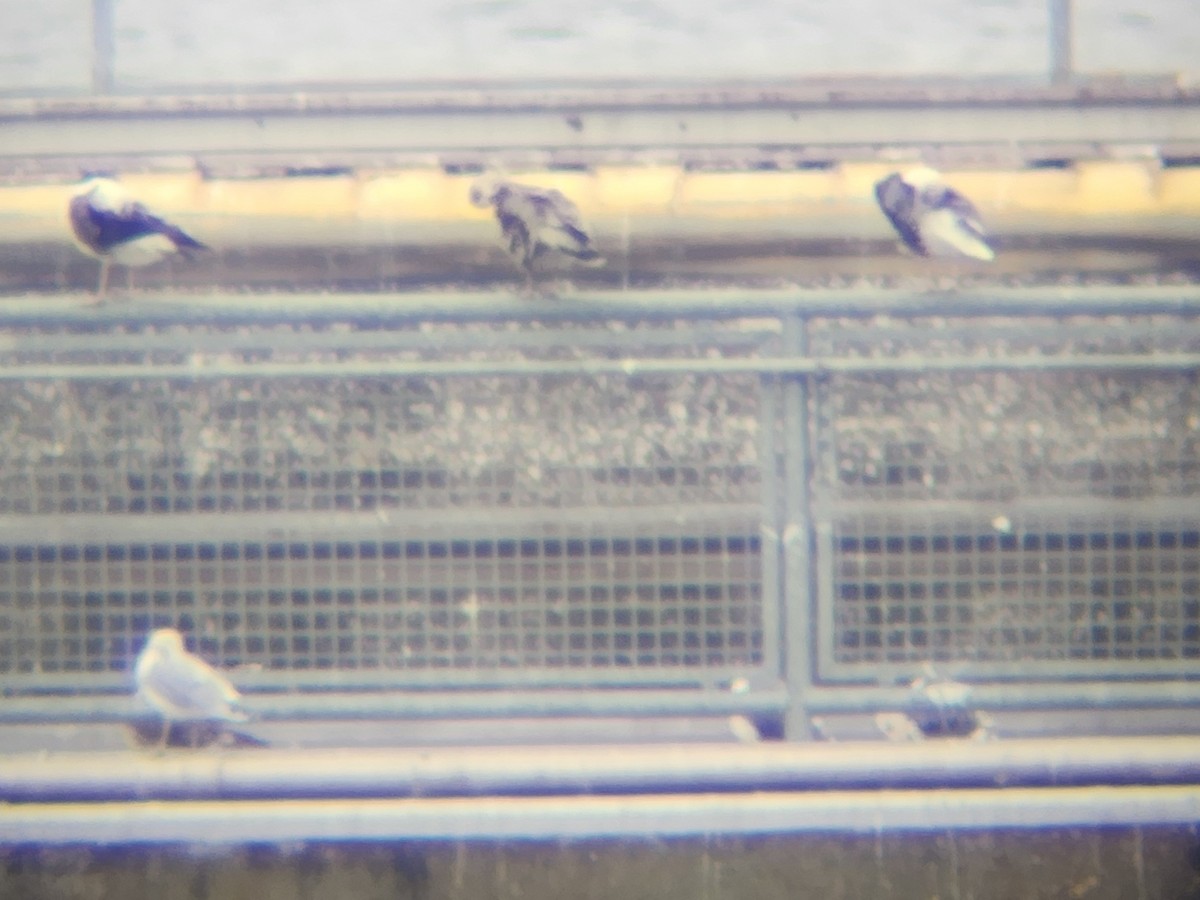 Мартин чорнокрилий - ML644156784