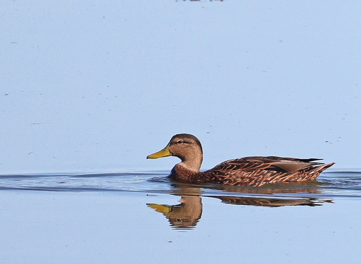 Mexican Duck - Dale Clark