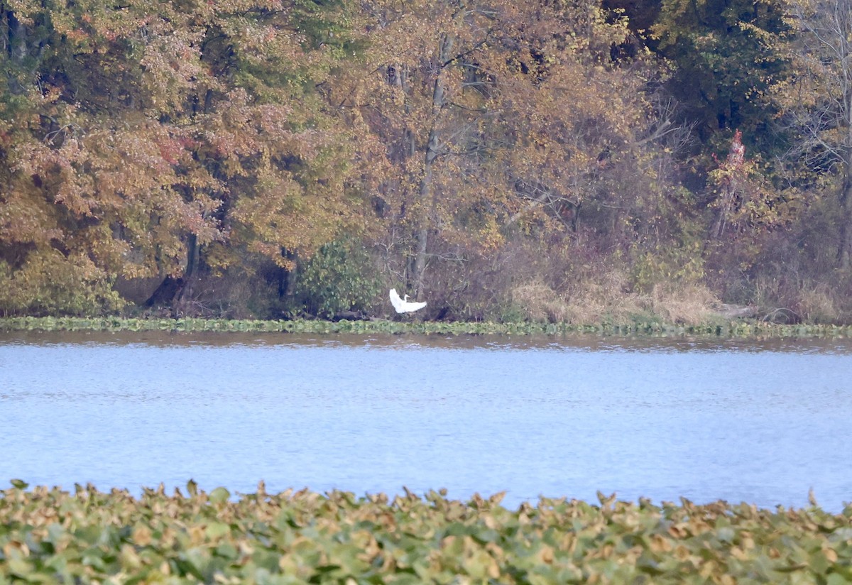 Great Egret - ML644156793