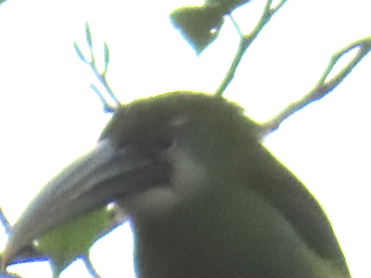 Blue-banded Toucanet - ML644156794
