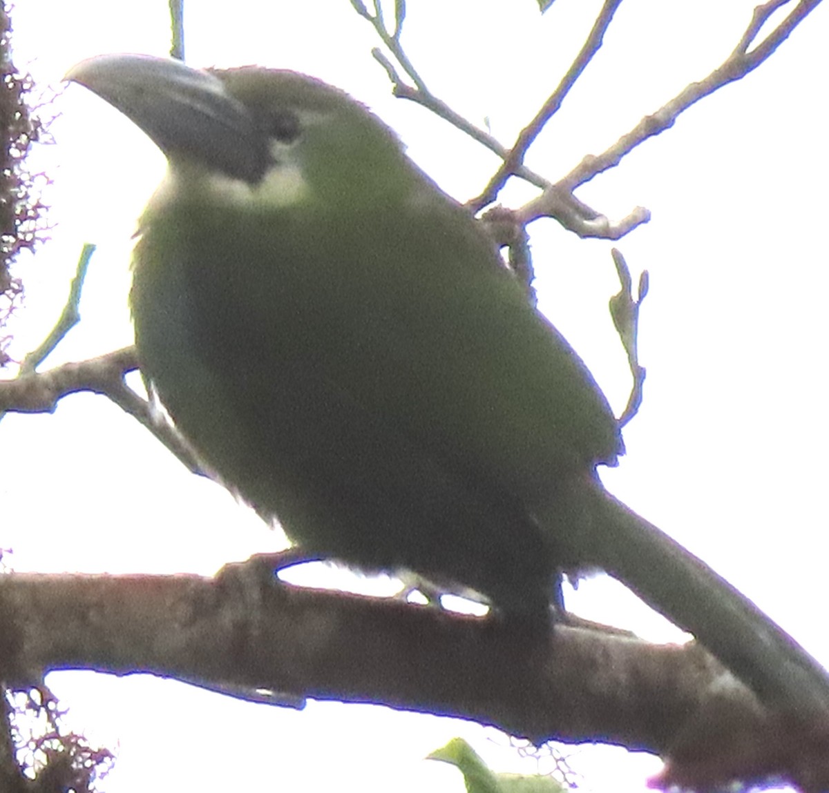 Blue-banded Toucanet - ML644156795