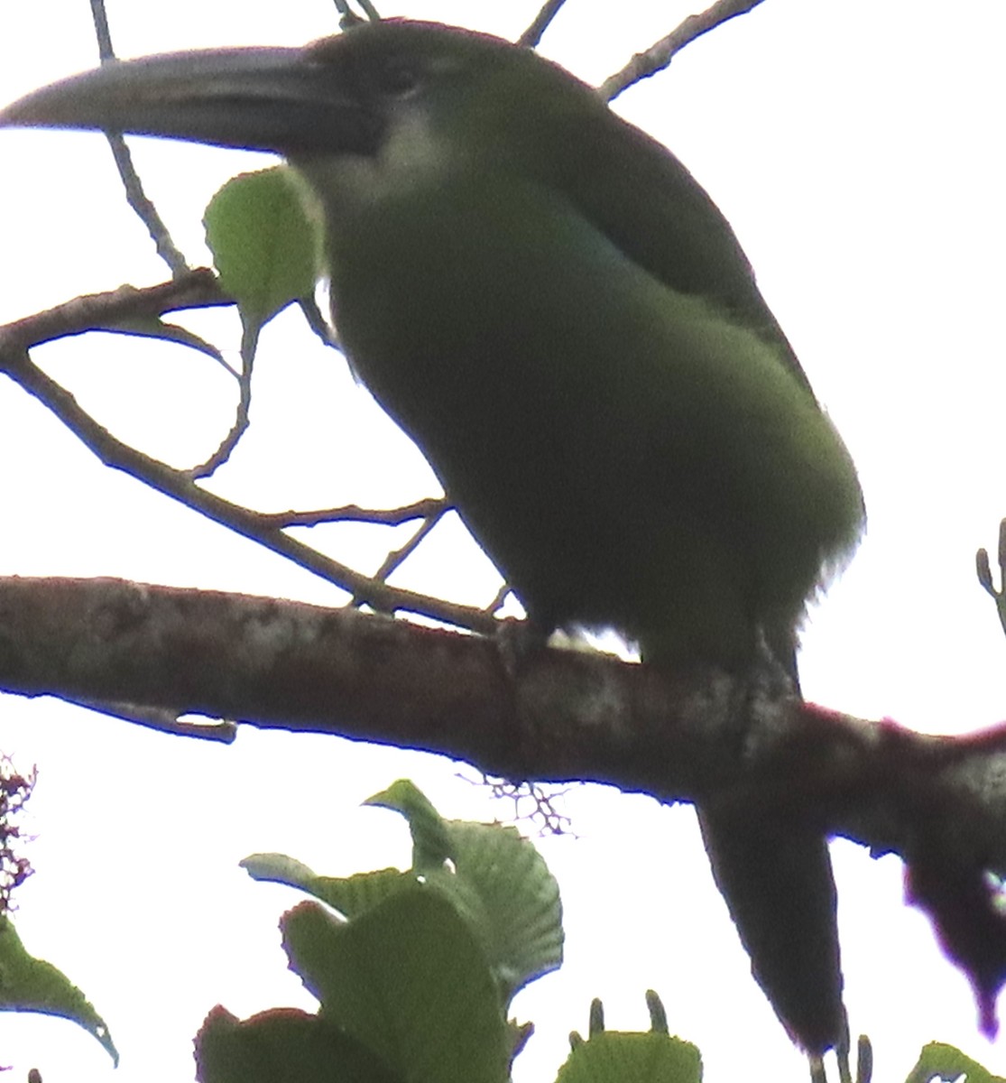 Blue-banded Toucanet - ML644156796