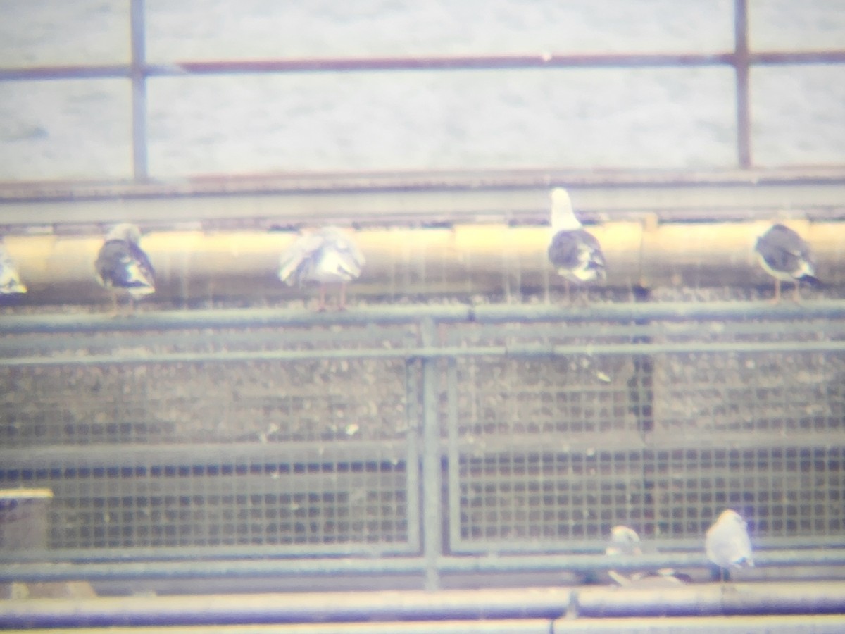 Мартин чорнокрилий - ML644156800