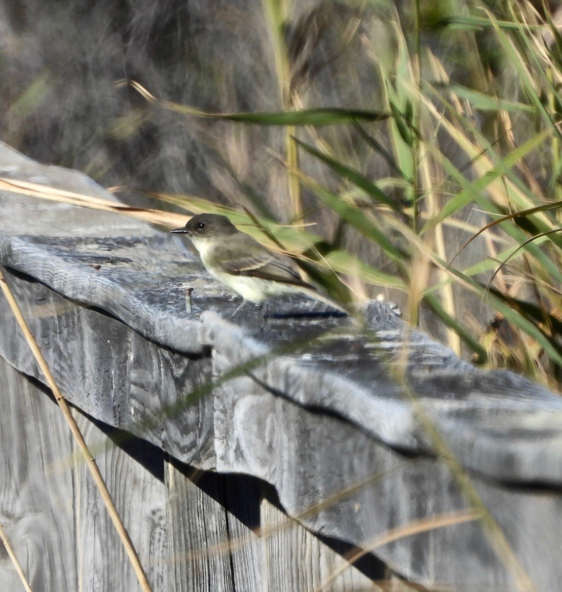 Eastern Phoebe - ML644156802