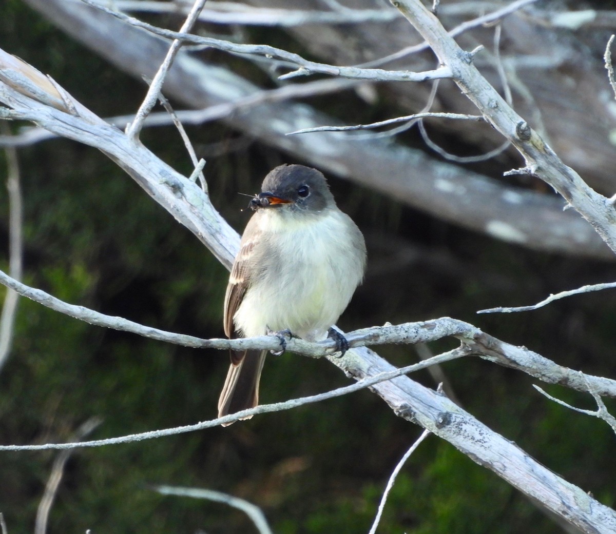 Eastern Phoebe - ML644156803
