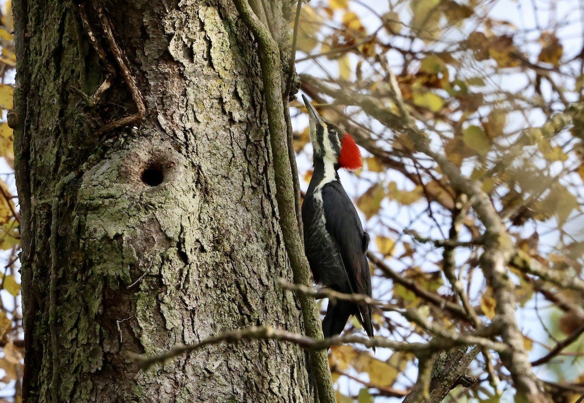 Pileated Woodpecker - ML644156810
