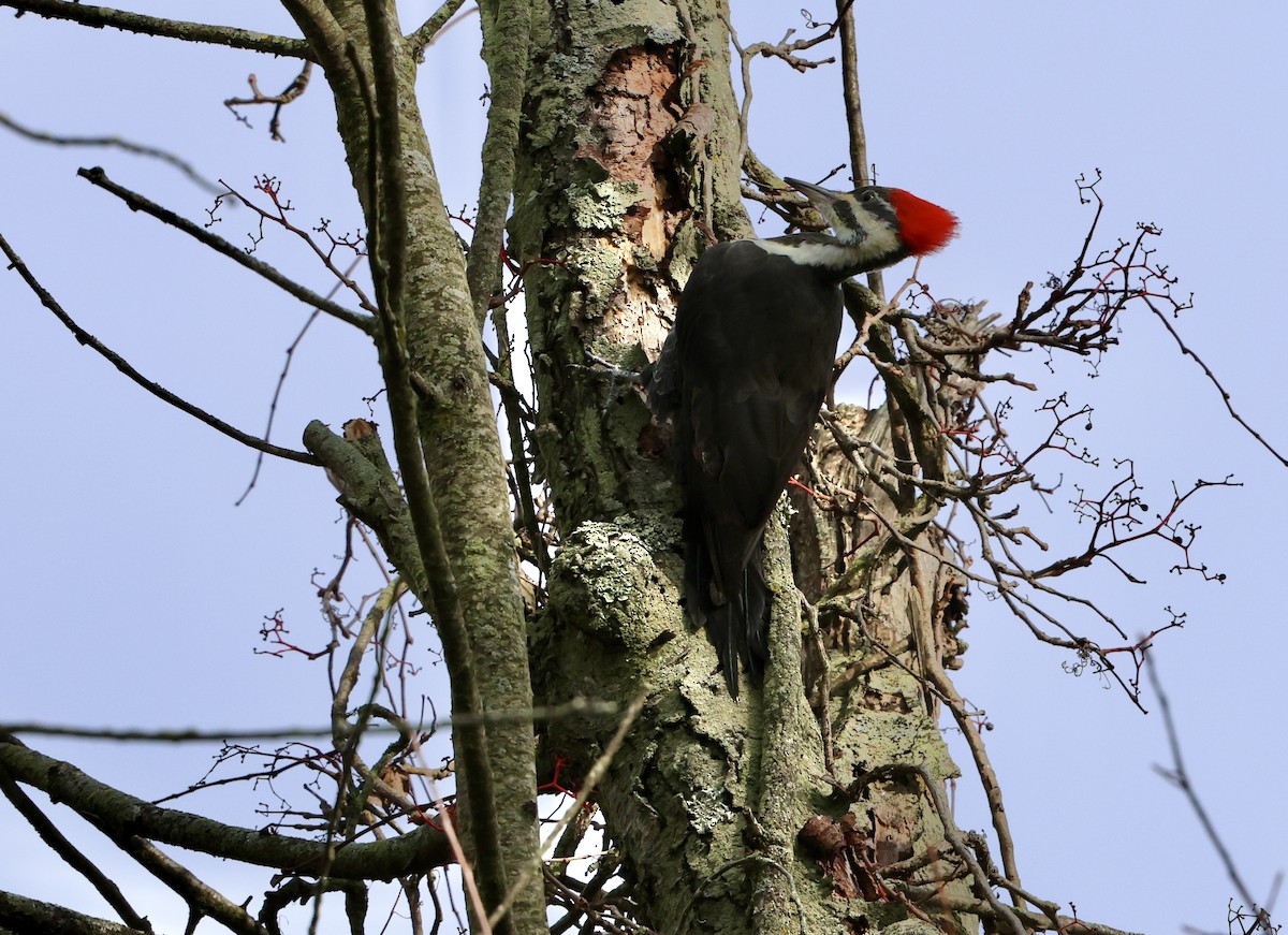 Pileated Woodpecker - ML644156811