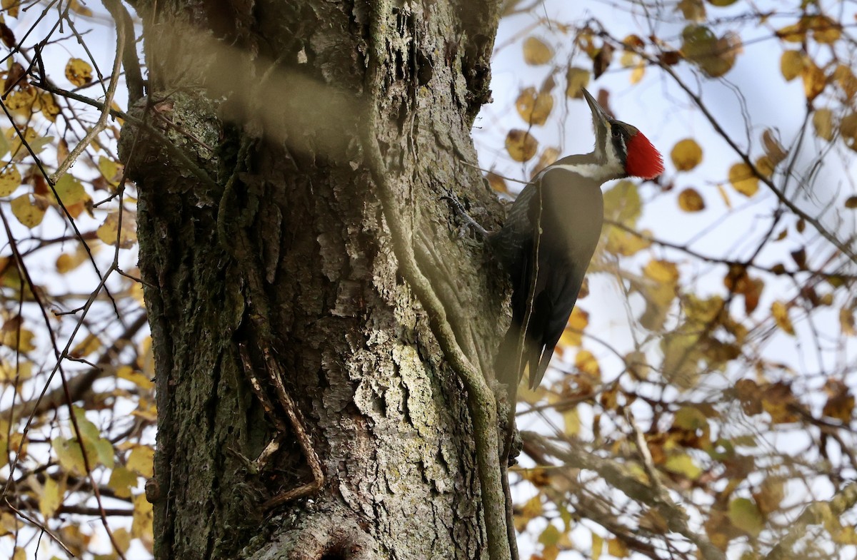 Pileated Woodpecker - ML644156812
