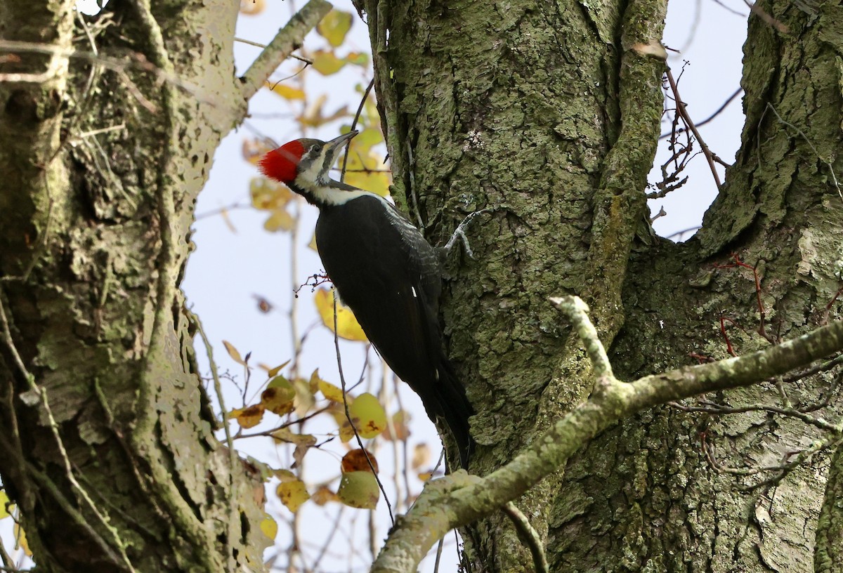Pileated Woodpecker - ML644156813