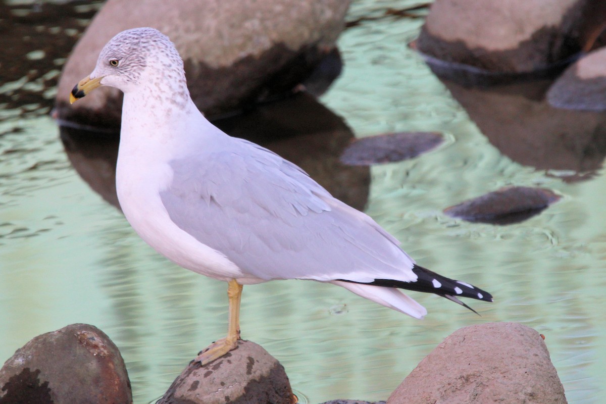 Gaviota de Delaware - ML644156817