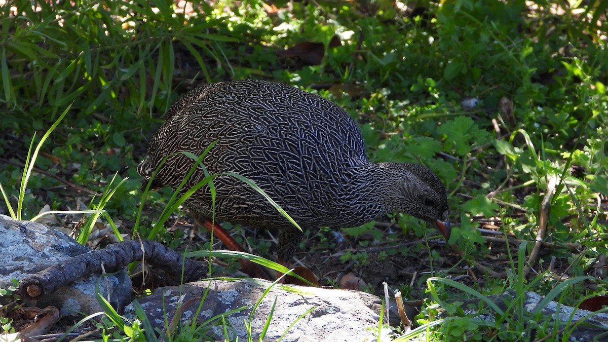 Cape Spurfowl - ML644156828