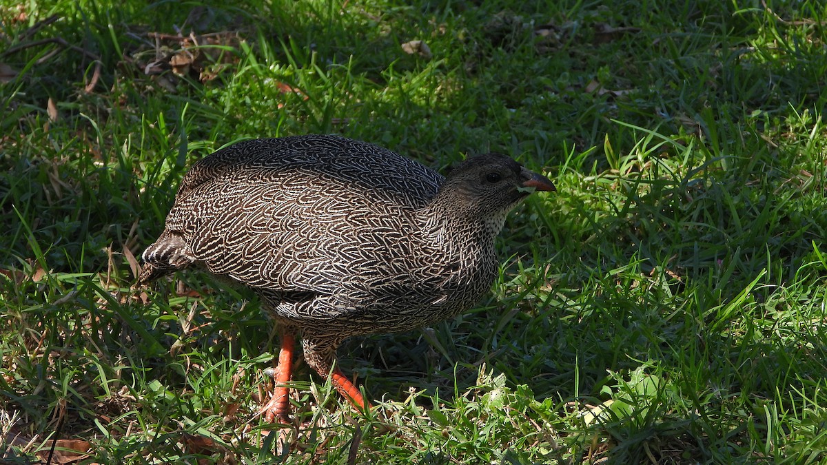 Cape Spurfowl - ML644156829