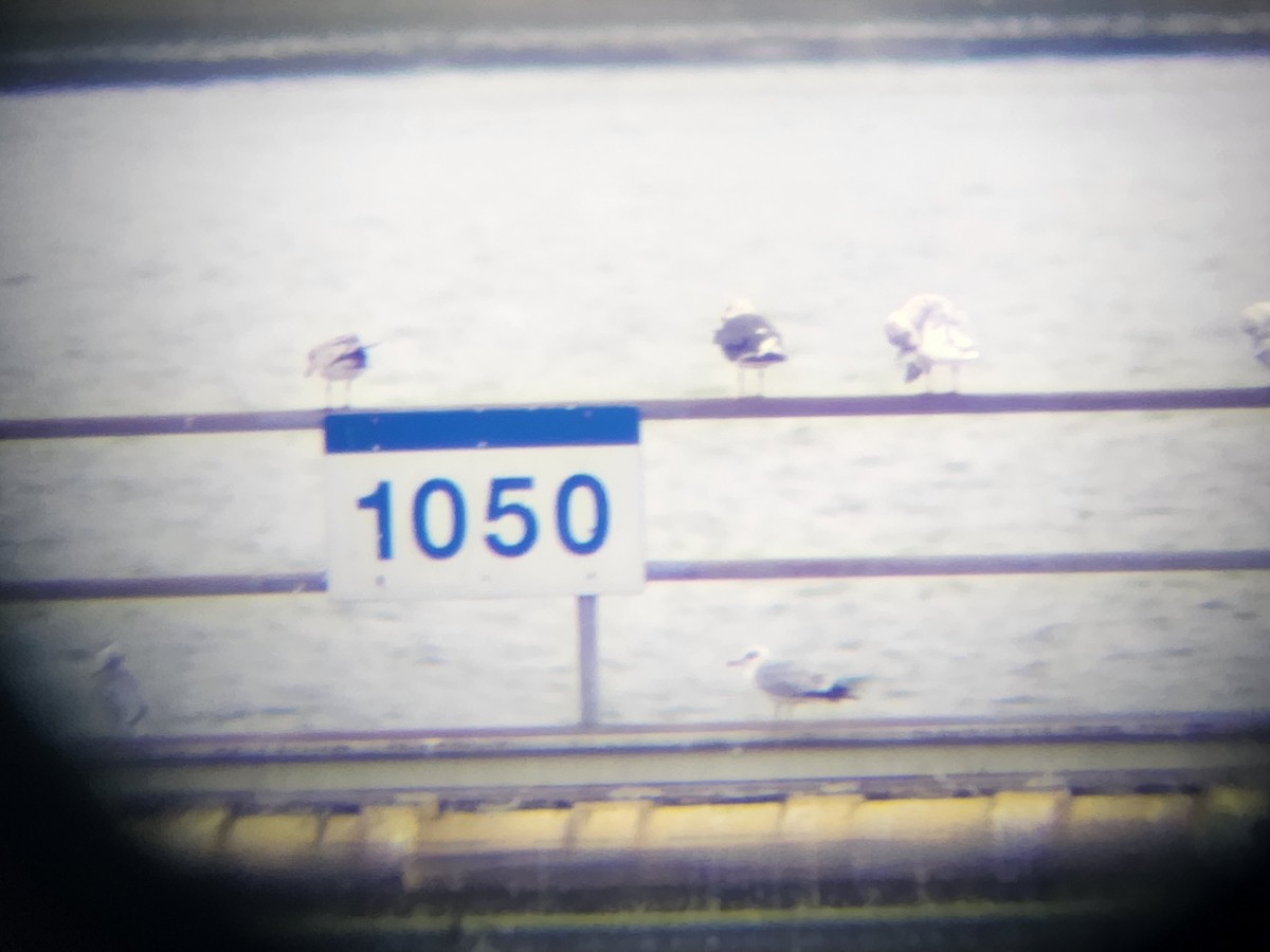 Мартин чорнокрилий - ML644156831