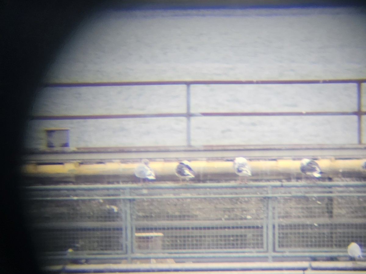 Мартин чорнокрилий - ML644156832