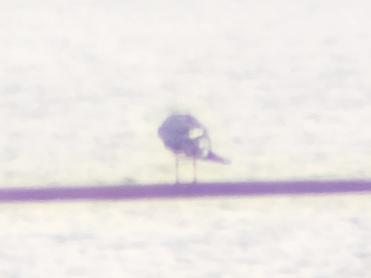 Мартин чорнокрилий - ML644156833