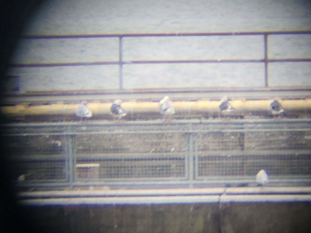 Мартин чорнокрилий - ML644156834