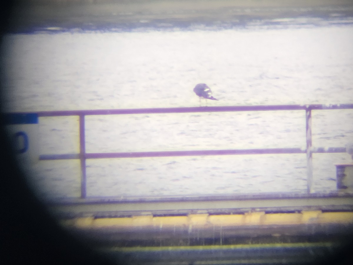 Мартин чорнокрилий - ML644156835