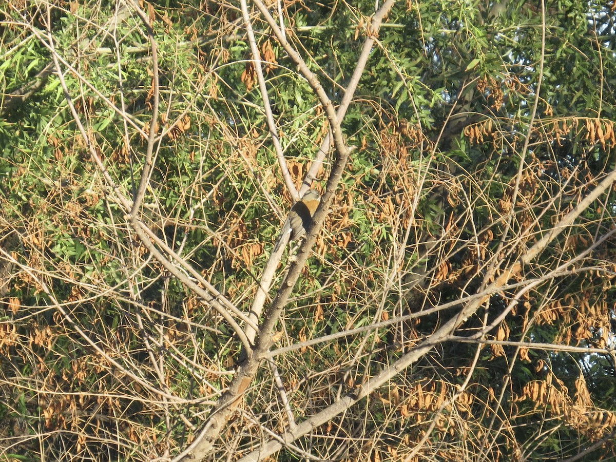Rufous-backed Robin - ML644156839