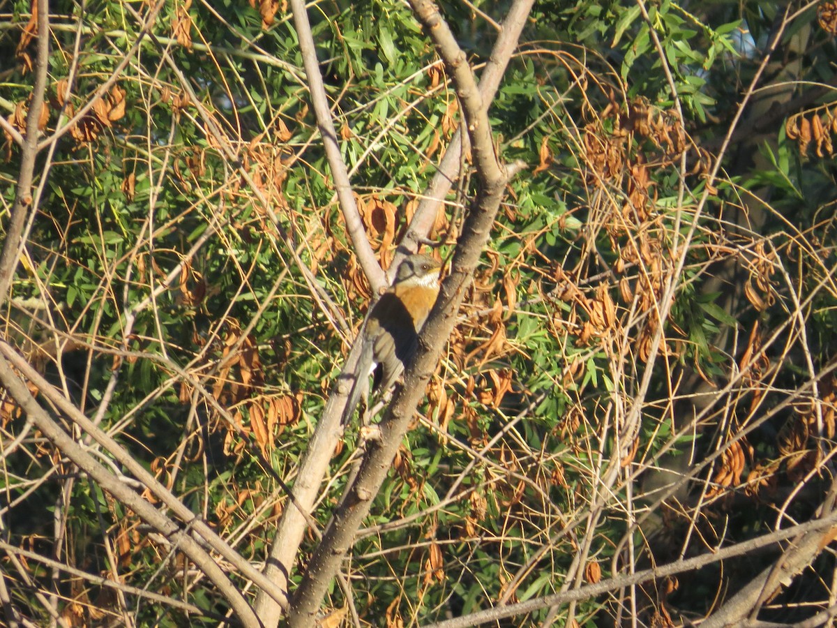 Rufous-backed Robin - ML644156840