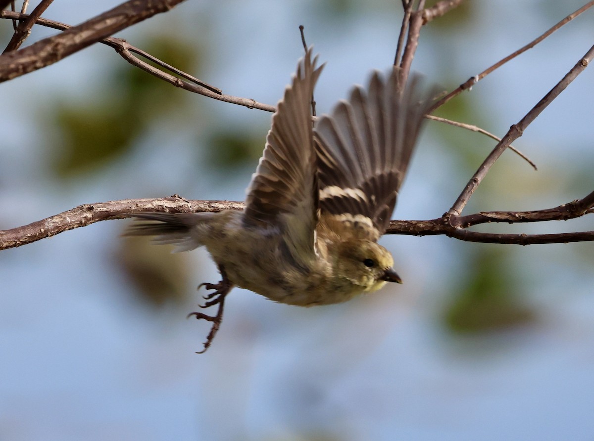 American Goldfinch - ML644156856