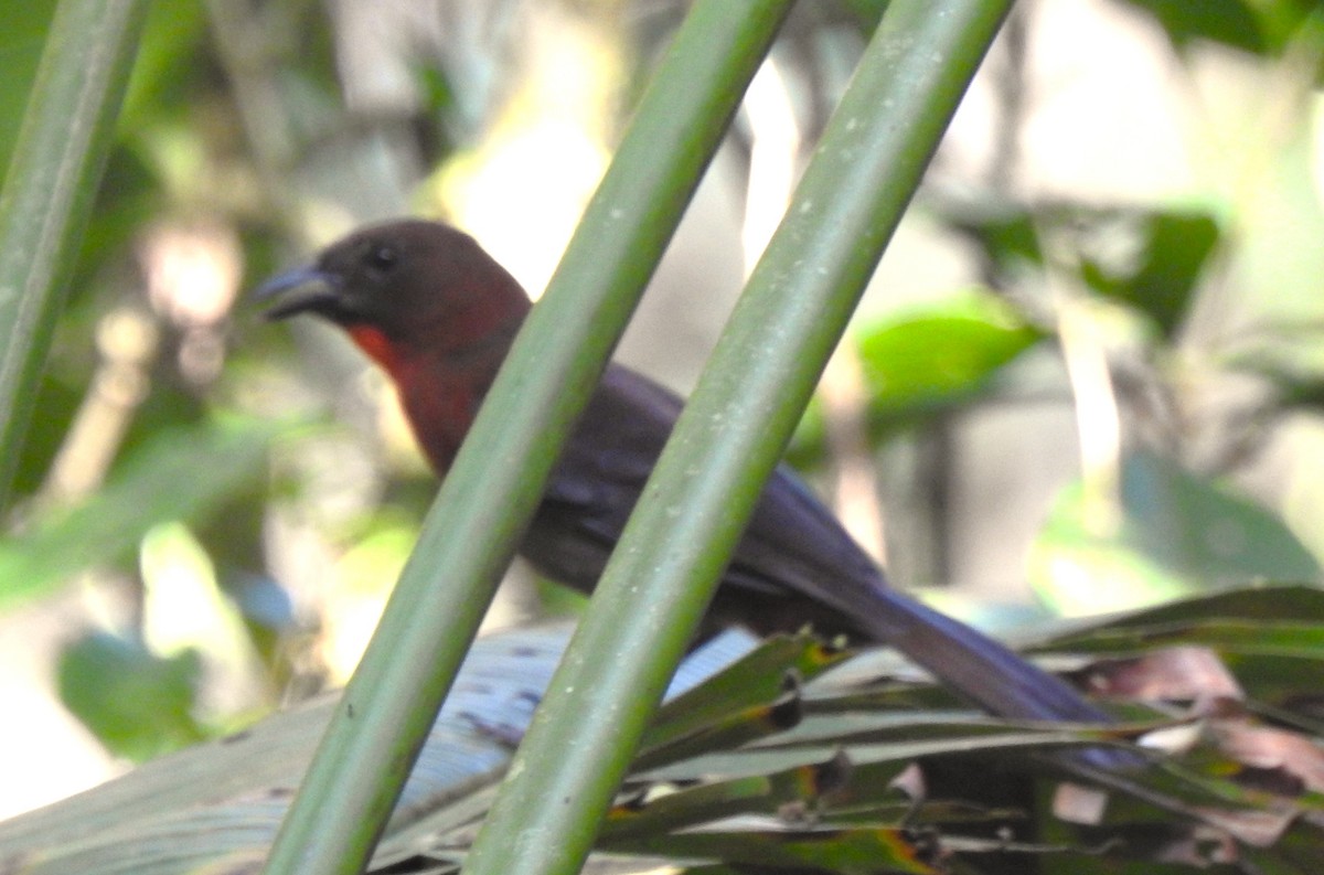 Habia à gorge rouge - ML644156867
