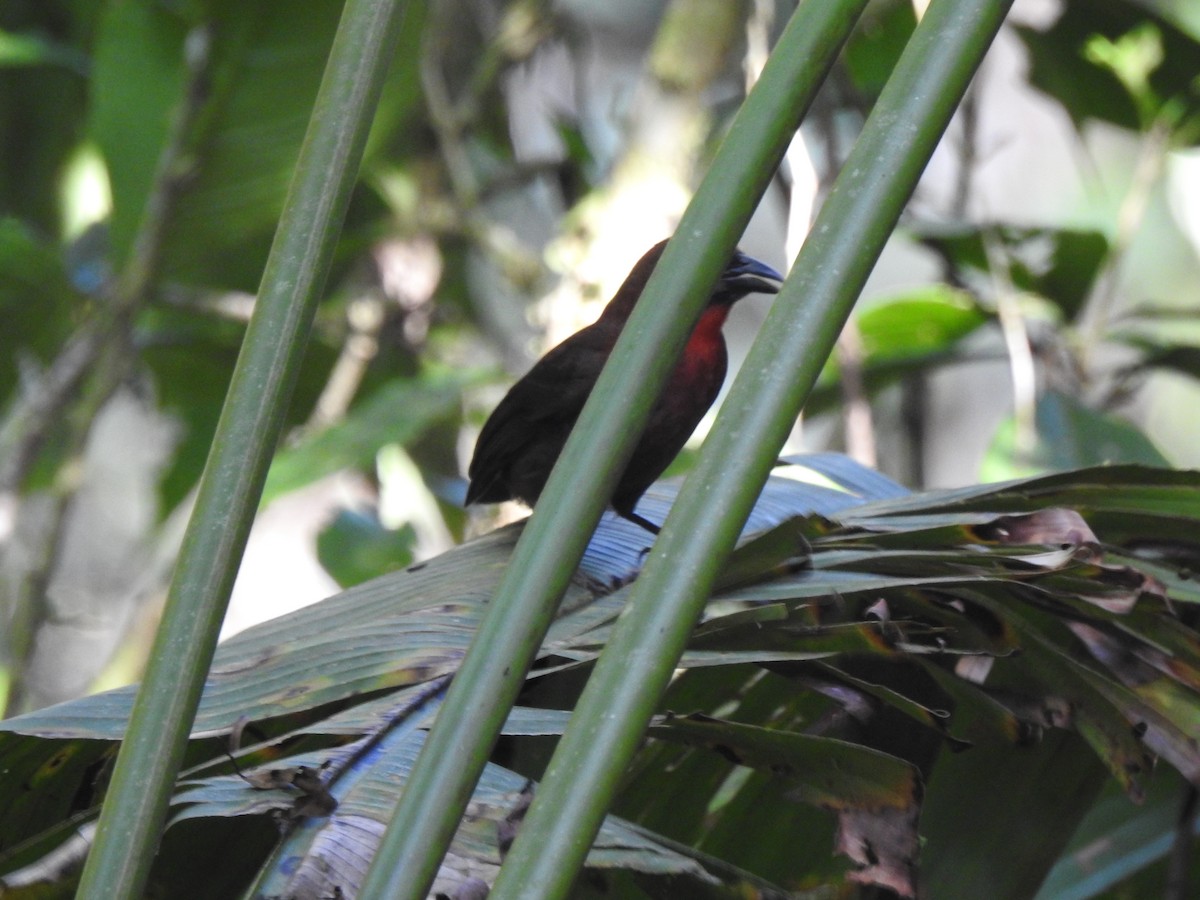Habia à gorge rouge - ML644156868
