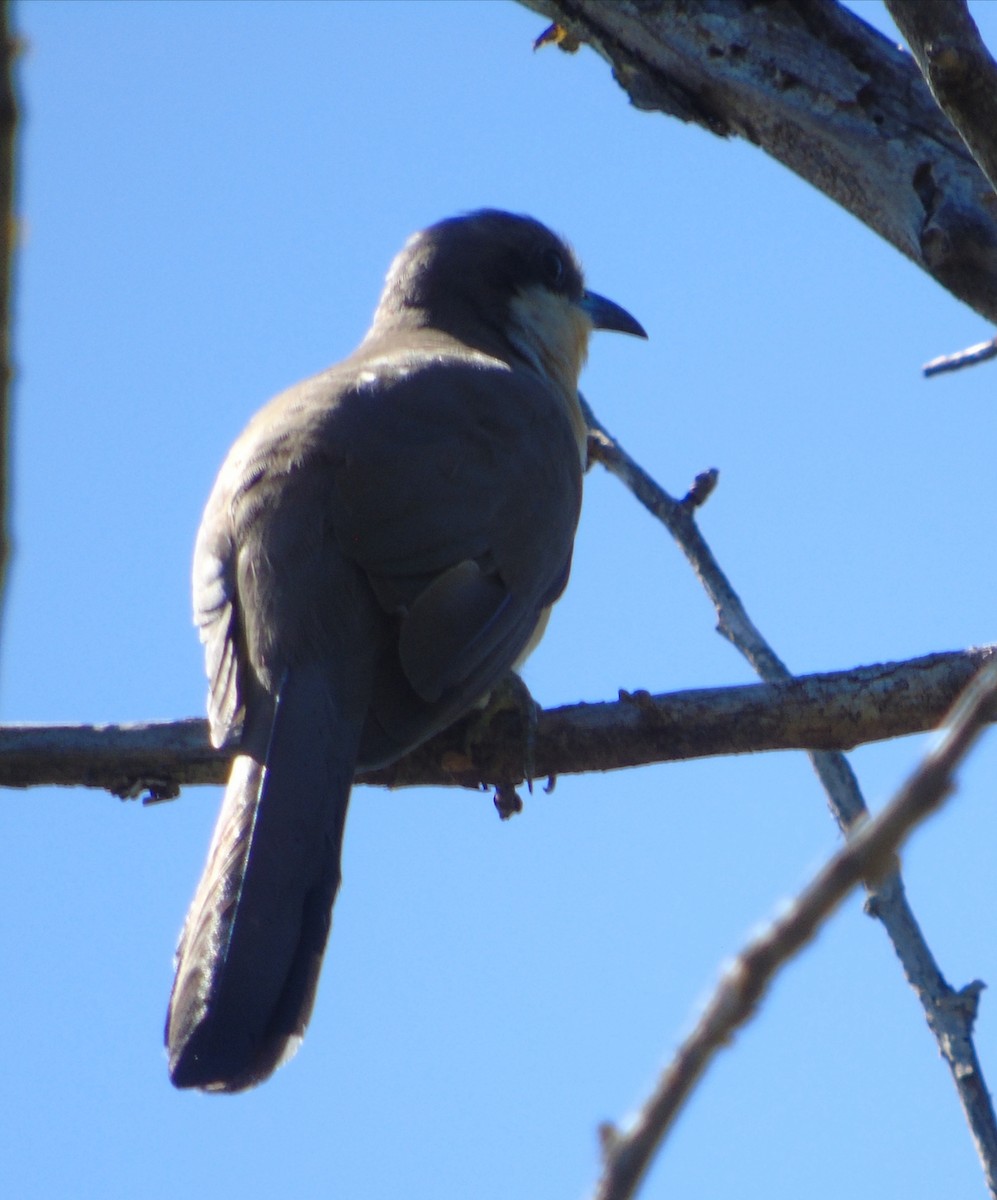 Кукліло бурий - ML644156875