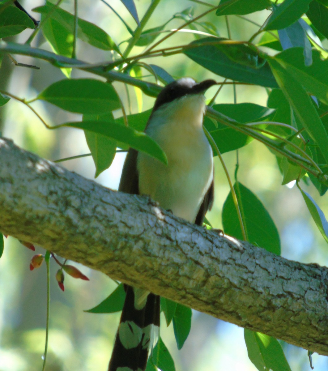 Кукліло бурий - ML644156876