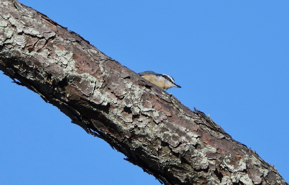 Garrapo kanadarra - ML644156892