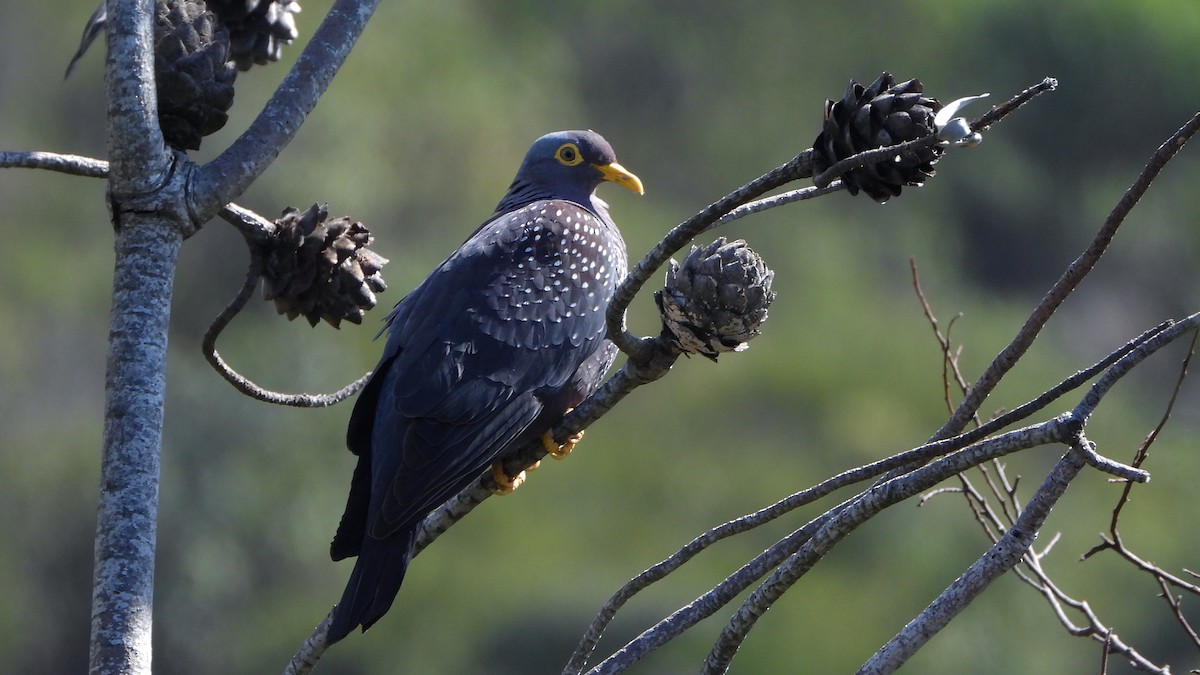Rameron Pigeon - ML644156896