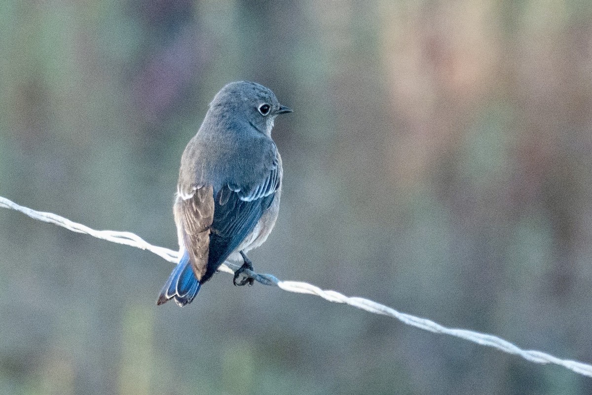 Western Bluebird - ML644156906