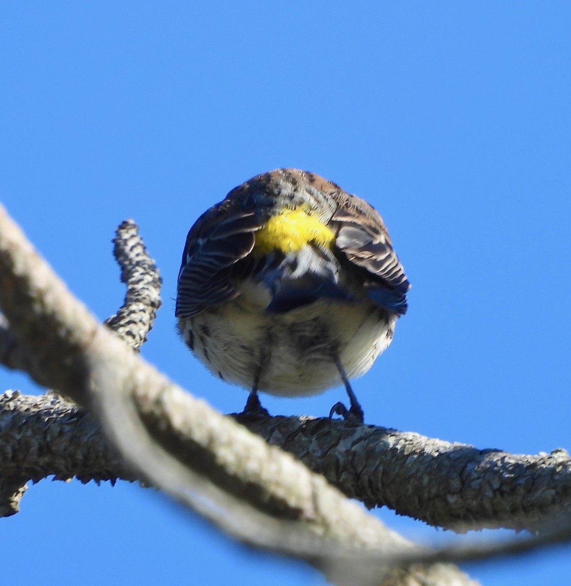 Yellow-rumped Warbler (Myrtle) - ML644156908