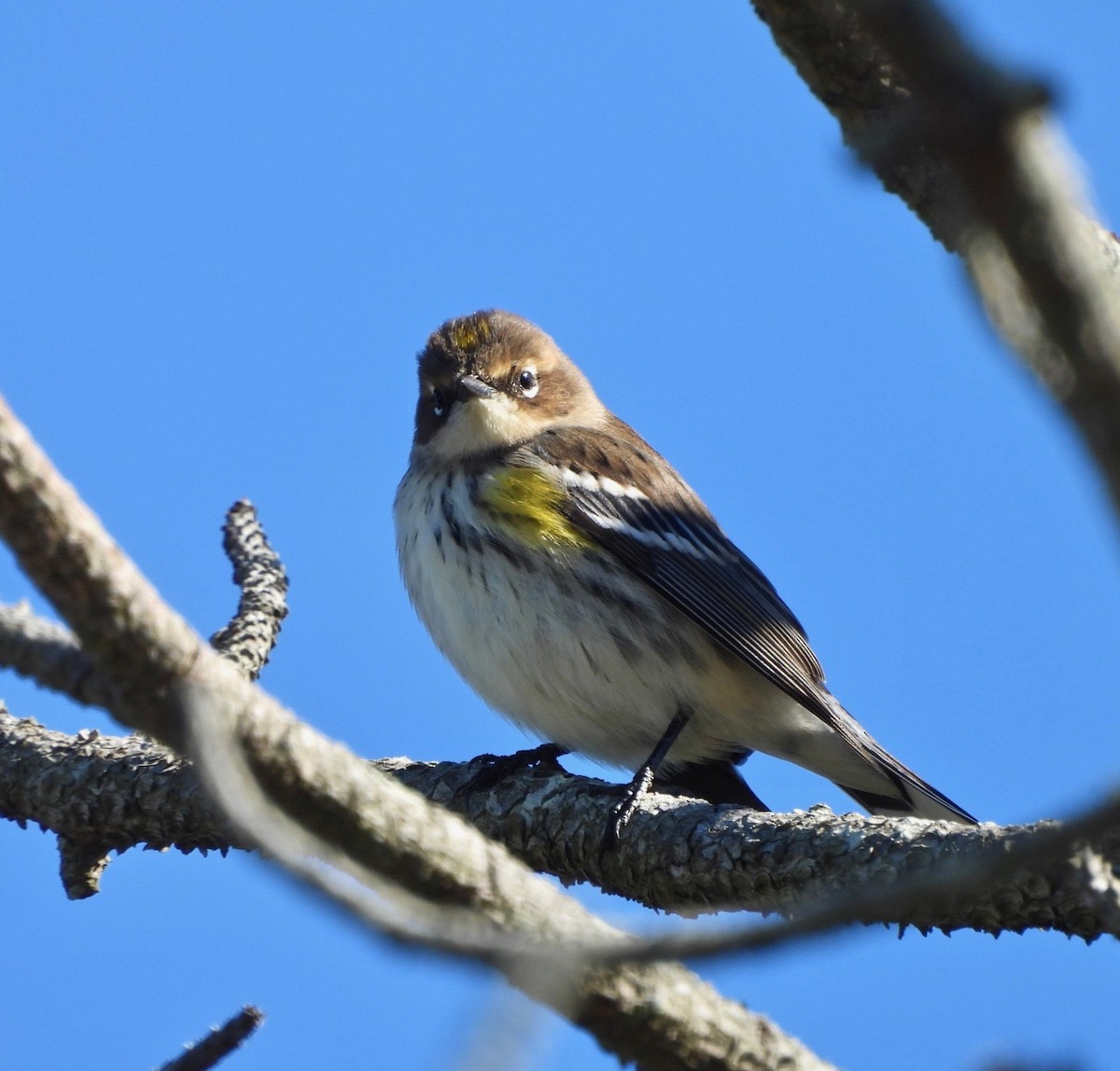 Yellow-rumped Warbler (Myrtle) - ML644156909