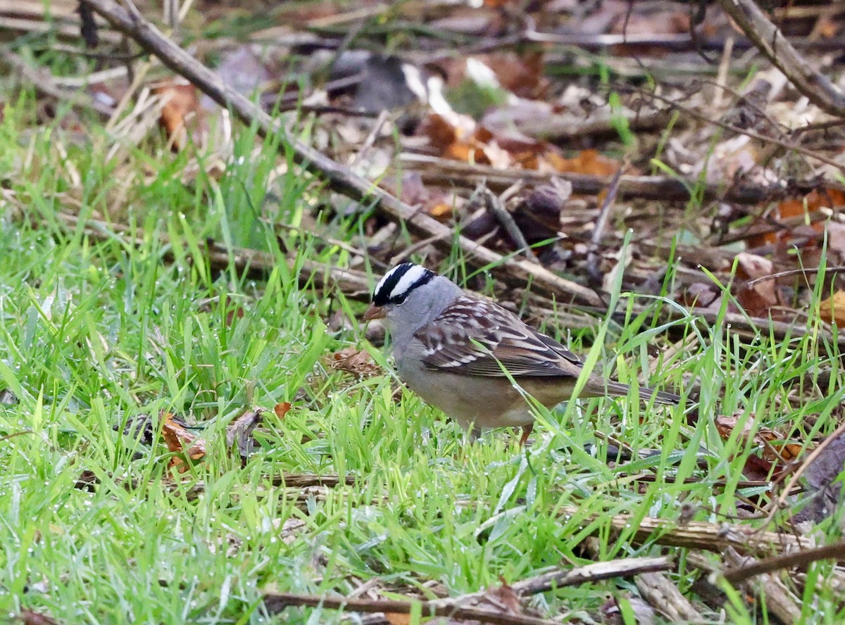 White-crowned Sparrow - ML644156911