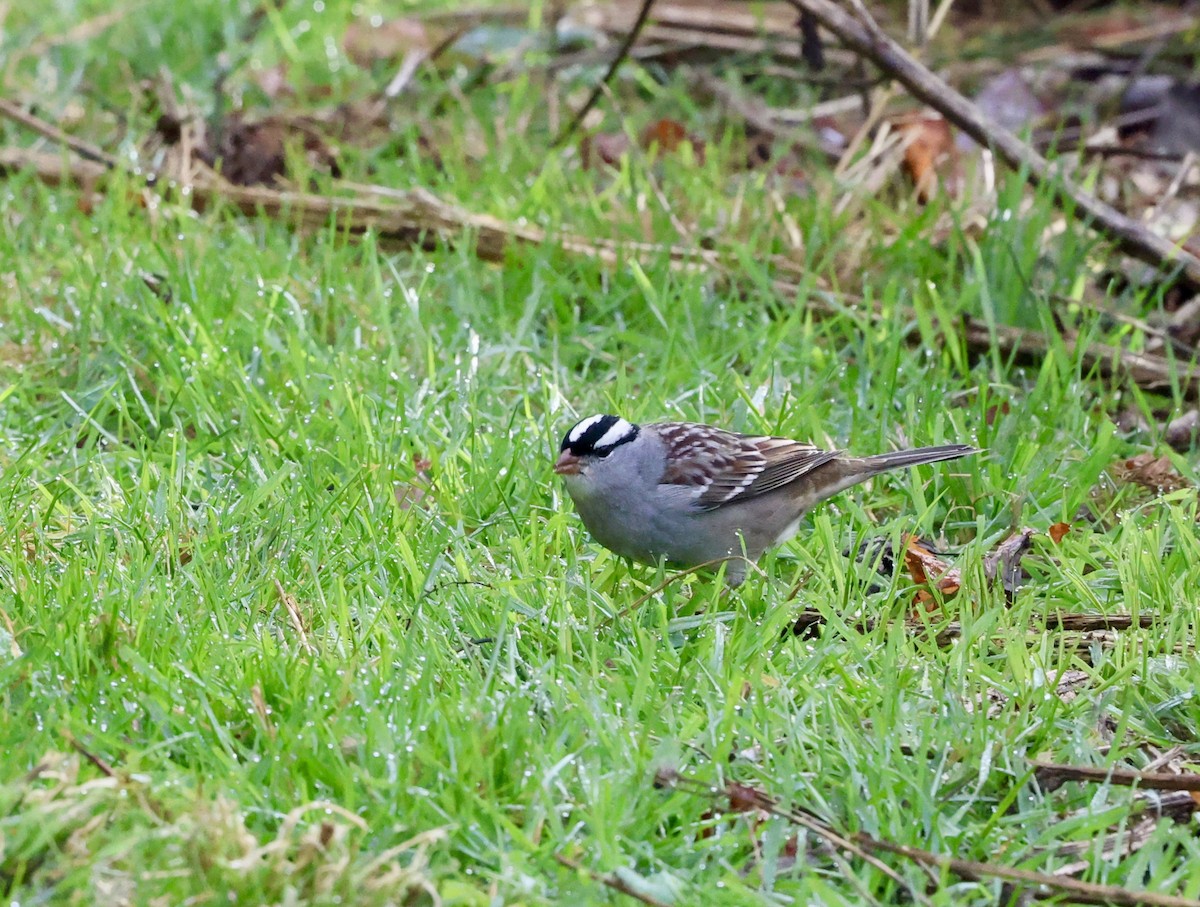 White-crowned Sparrow - ML644156912