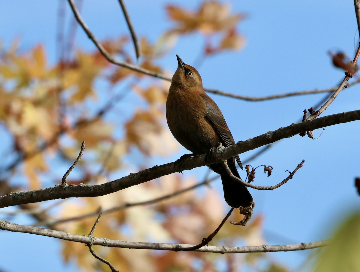 Rusty Blackbird - ML644156926