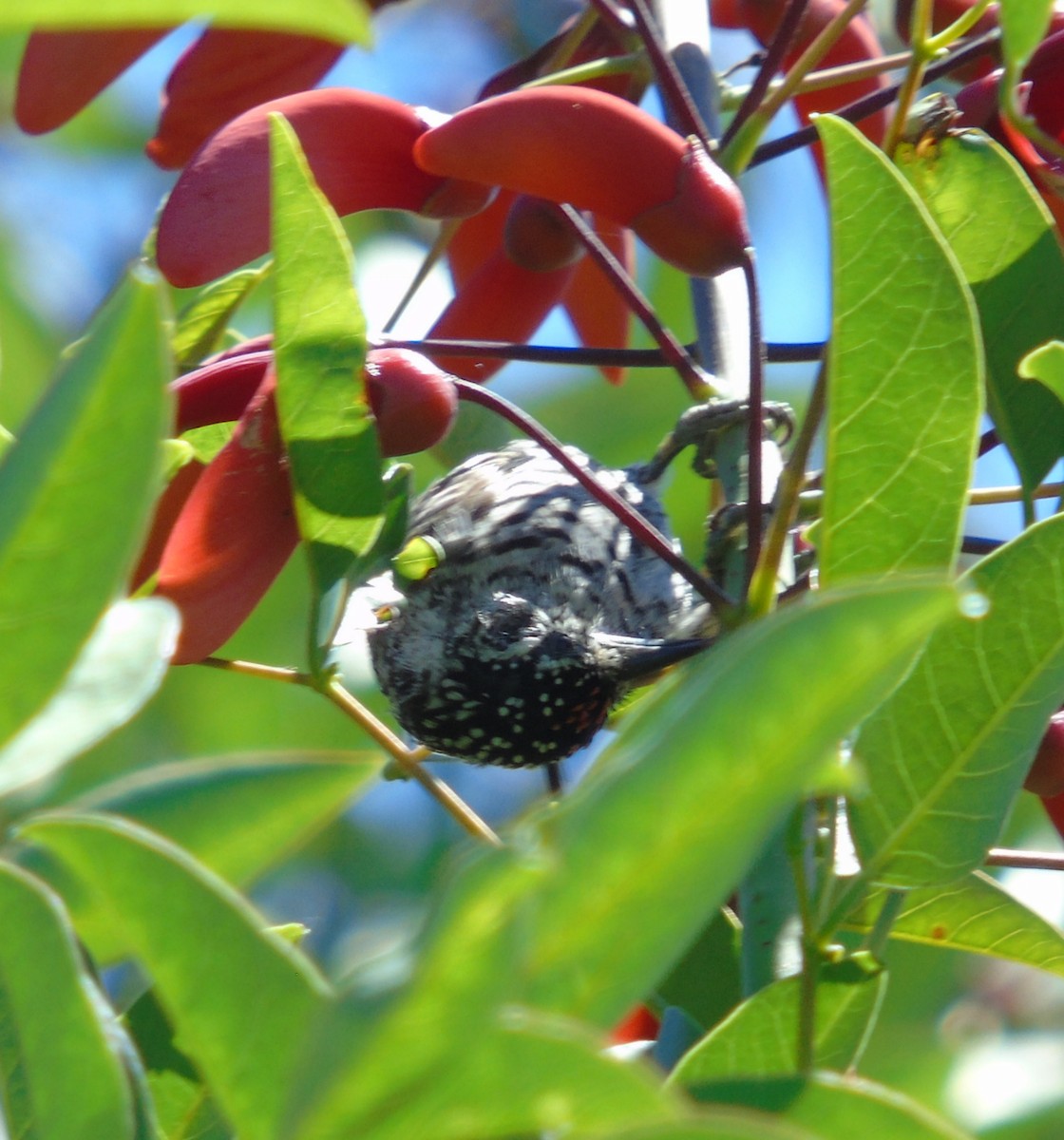 Zebrazwergspecht - ML644156927