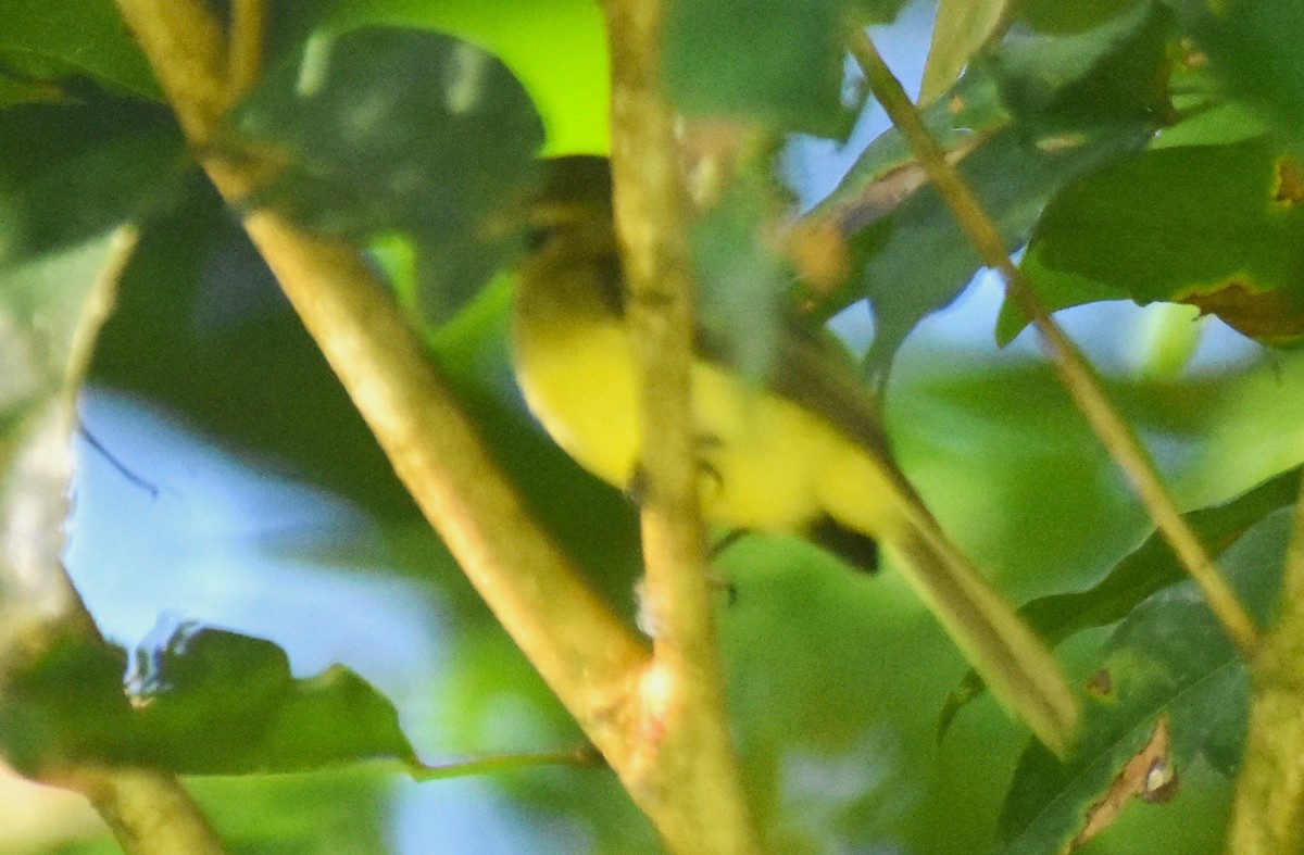 Yellow Tyrannulet - ML644156933