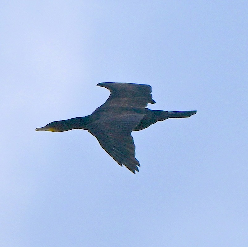 カワウ - ML644156937