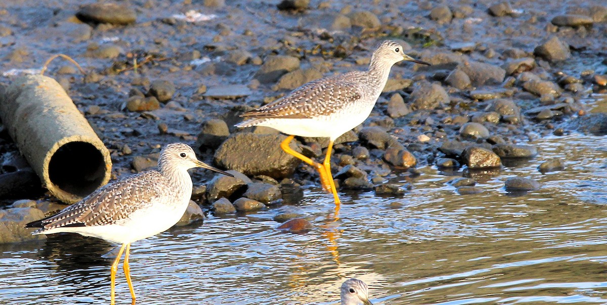 vodouš velký - ML644156957