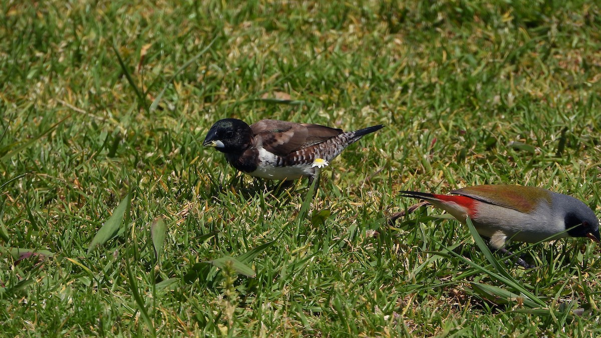 Bronze Mannikin - ML644156973