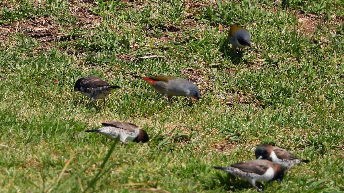 Bronze Mannikin - ML644156974