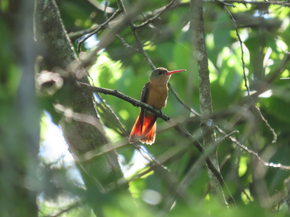 Cinnamon Hummingbird - ML644156990