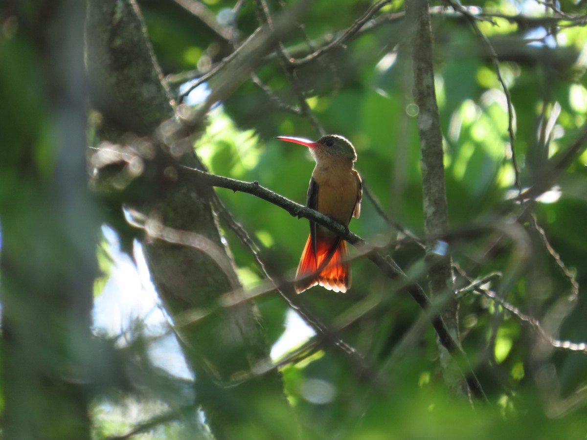 Cinnamon Hummingbird - ML644156991