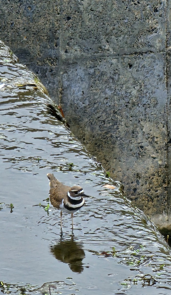 Killdeer - ML644157021