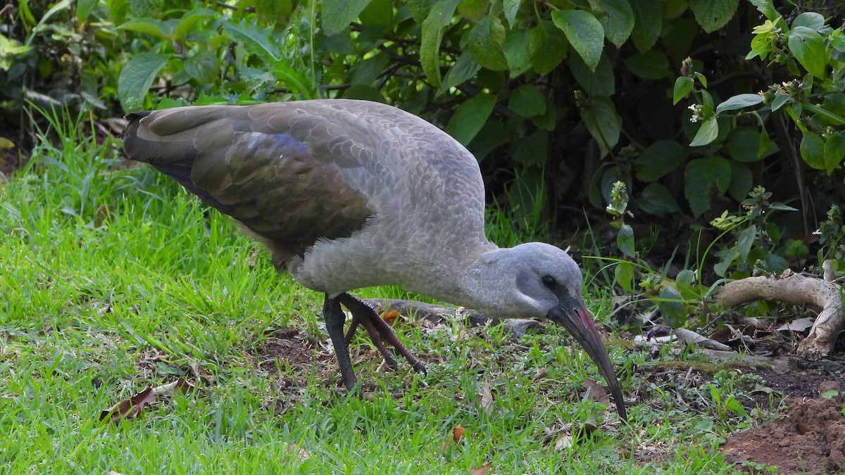 Hadada Ibis - ML644157031